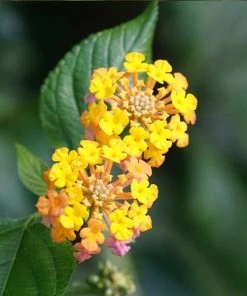 Brighter Blooms Miss Huff Lantana