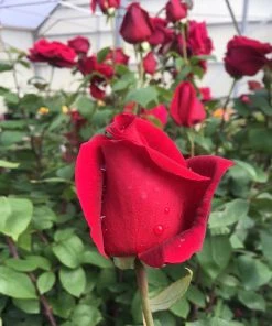 Brighter Blooms Roses Mister Lincoln Rose