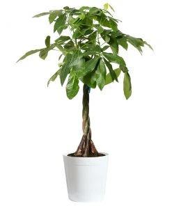 Brighter Blooms SHOP ALL Money Tree