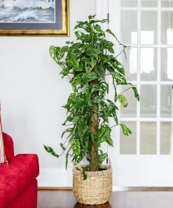 Brighter Blooms Monstera Adansonii Plant 12 Brighter Blooms Monstera Adansonii Plant