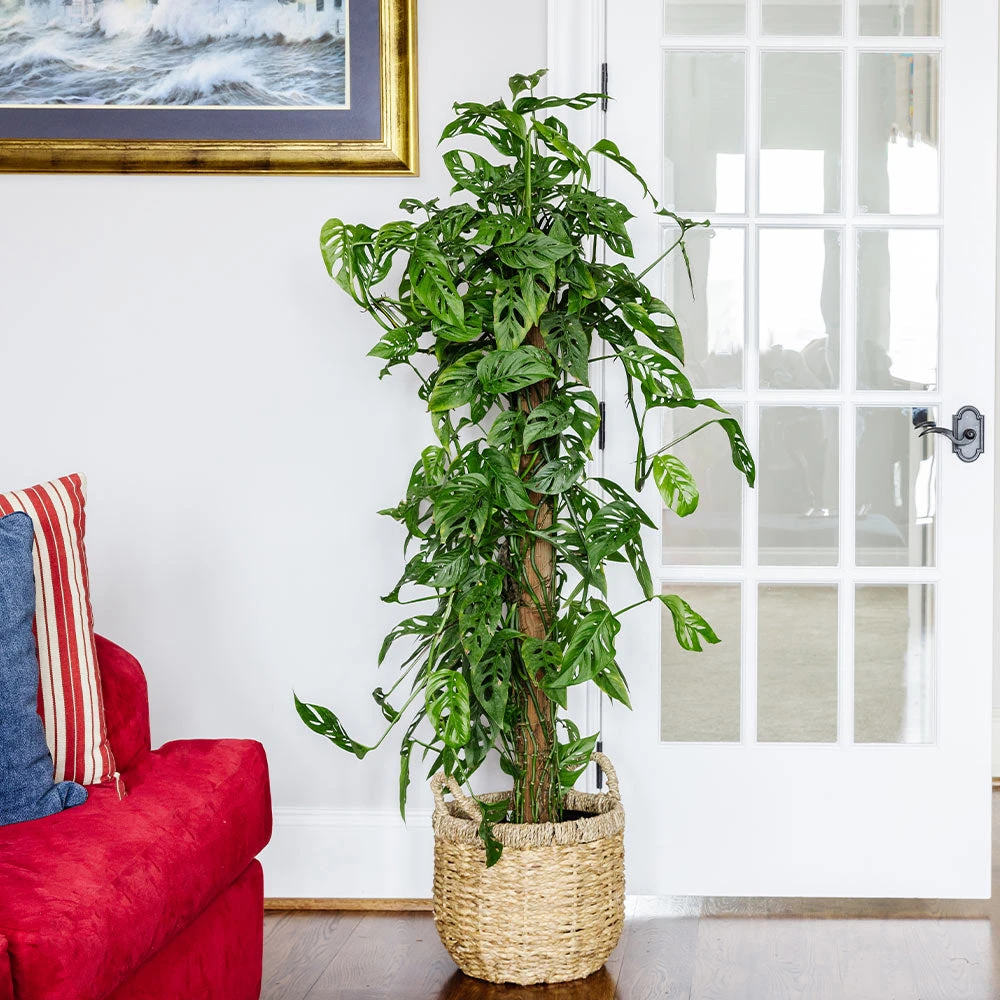 Brighter Blooms Monstera Adansonii Plant 3 Brighter Blooms Monstera Adansonii Plant