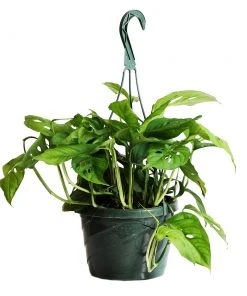 Brighter Blooms Monstera Adansonii Plant 13 Brighter Blooms Monstera Adansonii Plant