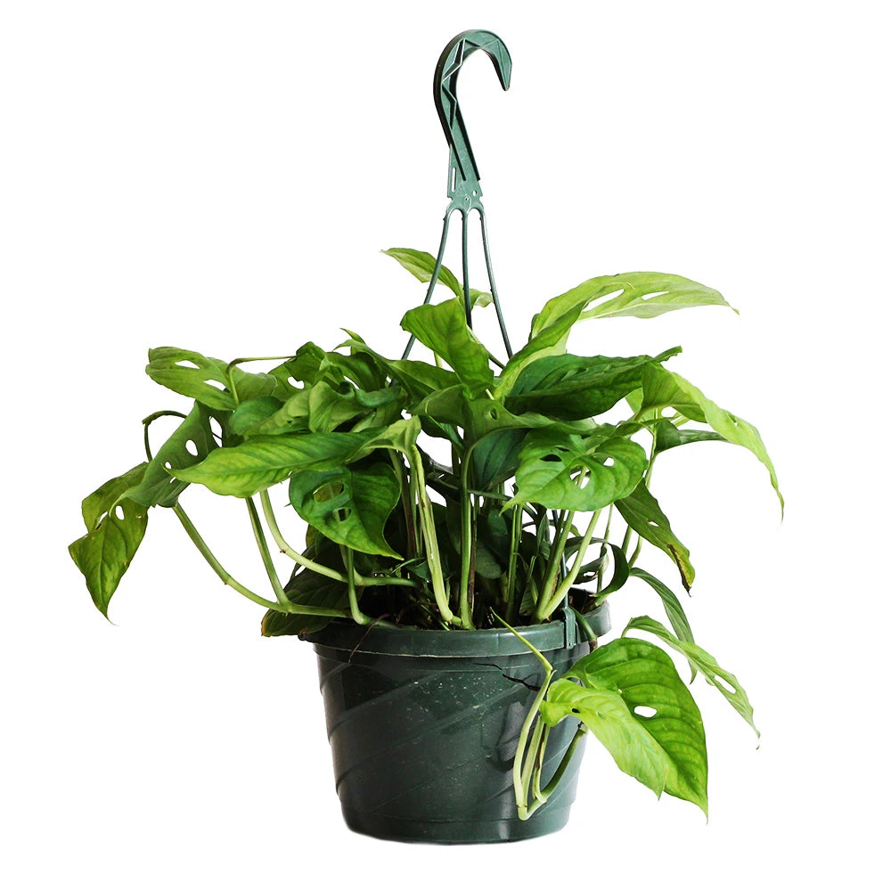 Brighter Blooms Monstera Adansonii Plant 4 Brighter Blooms Monstera Adansonii Plant