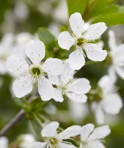 Brighter Blooms Montmorency Cherry Tree 7 Brighter Blooms Montmorency Cherry Tree