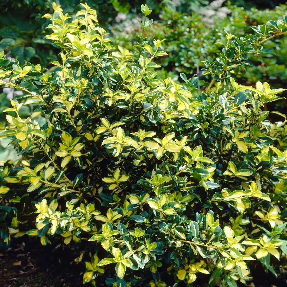 Brighter Blooms Moonshadow Euonymus Shrub Shrubs & Hedges 2 Brighter Blooms Moonshadow Euonymus Shrub Shrubs & Hedges