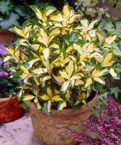 Brighter Blooms Moonshadow Euonymus Shrub Shrubs & Hedges 5 Brighter Blooms Moonshadow Euonymus Shrub Shrubs & Hedges