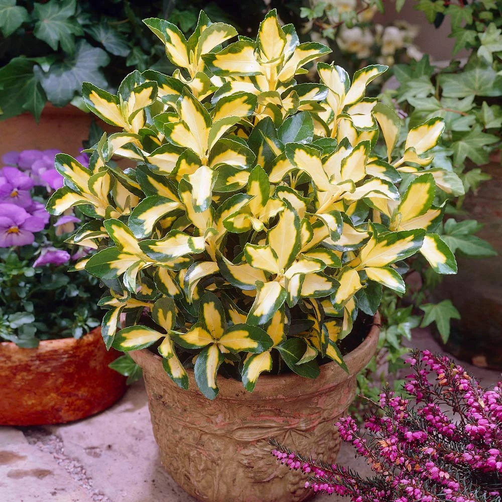 Brighter Blooms Moonshadow Euonymus Shrub Shrubs & Hedges 3 Brighter Blooms Moonshadow Euonymus Shrub Shrubs & Hedges