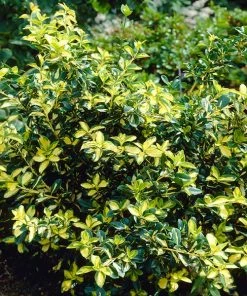 Brighter Blooms Moonshadow Euonymus Shrub Shrubs & Hedges