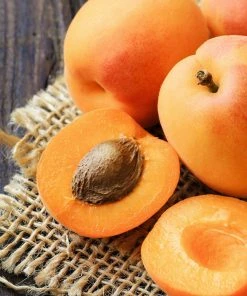 Brighter Blooms SHOP ALL Moorpark Apricot Tree