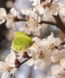 Brighter Blooms SHOP ALL Moorpark Apricot Tree