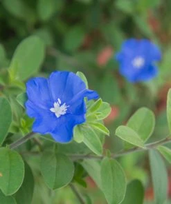 Brighter Blooms Blue Daze Morning Glory Shrub SHOP ALL 5 Brighter Blooms Blue Daze Morning Glory Shrub SHOP ALL