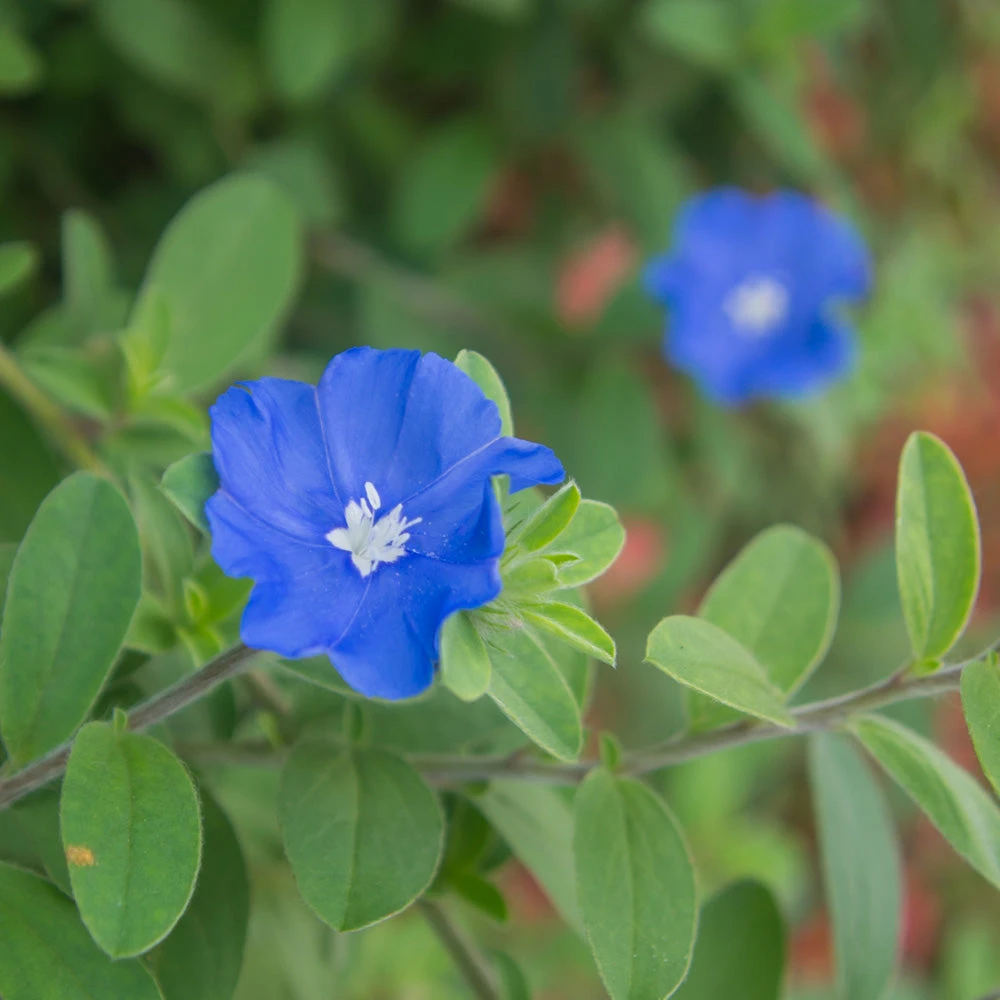 Brighter Blooms Blue Daze Morning Glory Shrub SHOP ALL 3 Brighter Blooms Blue Daze Morning Glory Shrub SHOP ALL