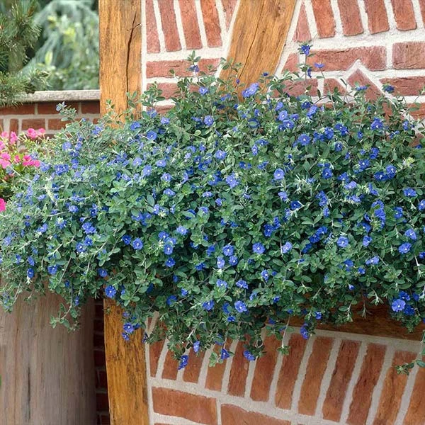Brighter Blooms Blue Daze Morning Glory Shrub SHOP ALL 1 Brighter Blooms Blue Daze Morning Glory Shrub SHOP ALL
