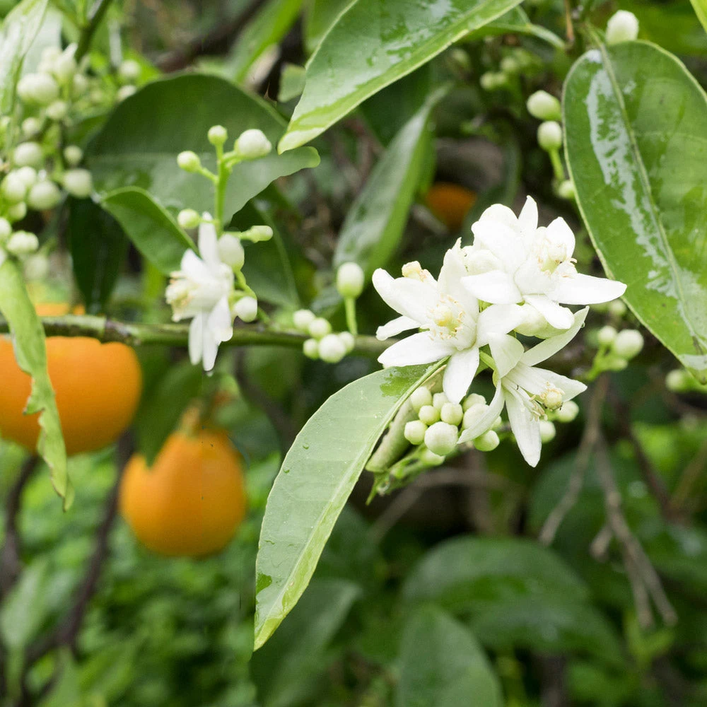 Brighter Blooms Fruit Trees Blood Orange Tree 4 Brighter Blooms Fruit Trees Blood Orange Tree
