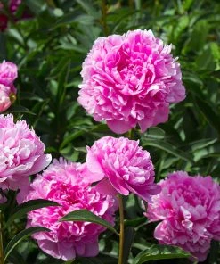 Brighter Blooms Perennials Mr. Ed Peony