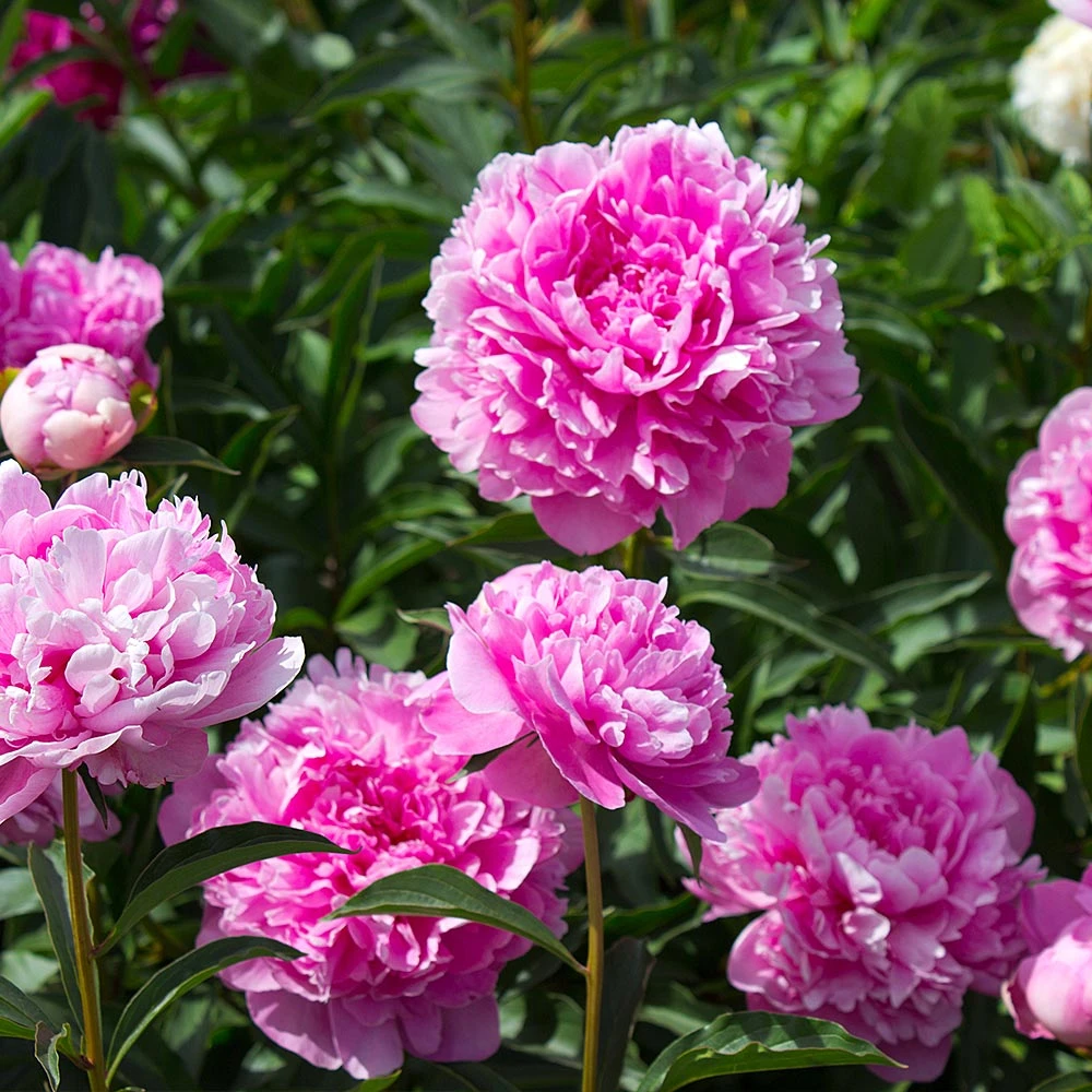 Brighter Blooms Perennials Mr. Ed Peony 2 Brighter Blooms Perennials Mr. Ed Peony