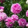 Brighter Blooms Perennials Mr. Ed Peony