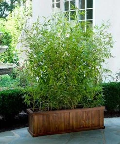 Brighter Blooms Evergreen & Privacy Bamboo Hedge Multiplex