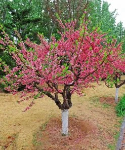 Brighter Blooms 2-in-1 Peach Tree