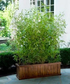 Brighter Blooms Evergreen & Privacy Bamboo Hedge Multiplex
