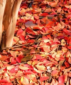 Brighter Blooms Muskogee Crape Myrtle Tree