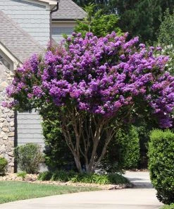 Brighter Blooms Muskogee Crape Myrtle Tree
