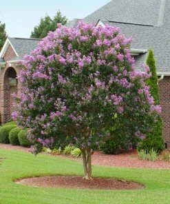 Brighter Blooms Muskogee Crape Myrtle Tree