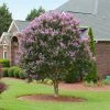 Brighter Blooms Flowering Trees Muskogee Crape Myrtle Tree