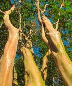 Brighter Blooms Muskogee Crape Myrtle Tree