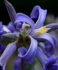 Brighter Blooms New Love Clematis Shrub
