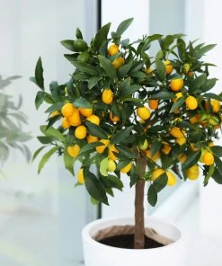 Brighter Blooms Nagami Kumquat Tree Fruit Trees