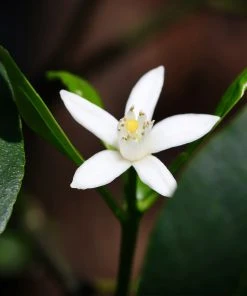 Brighter Blooms Nagami Kumquat Tree Fruit Trees