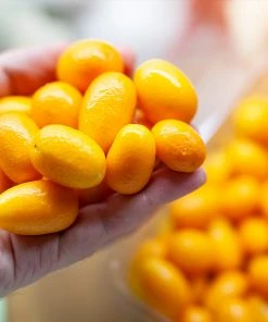 Brighter Blooms New Trees Nagami Kumquat Tree