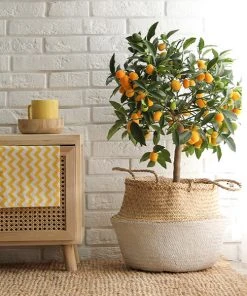 Brighter Blooms Nagami Kumquat Tree Fruit Trees