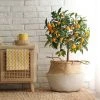 Brighter Blooms New Trees Nagami Kumquat Tree