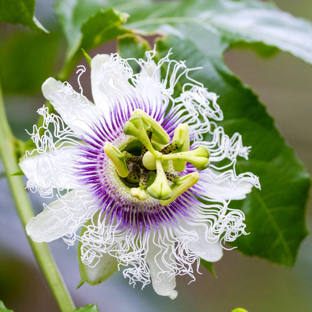 Brighter Blooms Nancy Garrison Passion Fruit Vine 2 Brighter Blooms Nancy Garrison Passion Fruit Vine