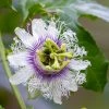 Brighter Blooms Nancy Garrison Passion Fruit Vine
