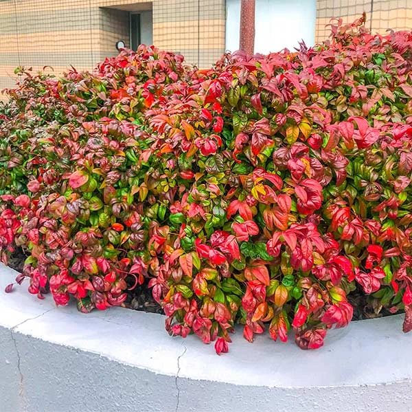 Brighter Blooms Fire Power Nandina Shrub Shrubs & Hedges 1 Brighter Blooms Fire Power Nandina Shrub Shrubs & Hedges