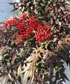 Brighter Blooms Heavenly Bamboo Nandina Shrub Shrubs & Hedges