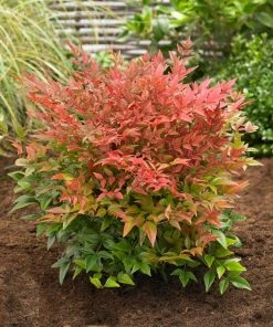 Brighter Blooms Obsession™ Nandina Shrub