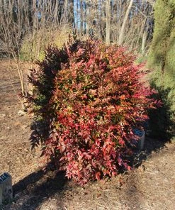 Brighter Blooms Obsession™ Nandina Shrub