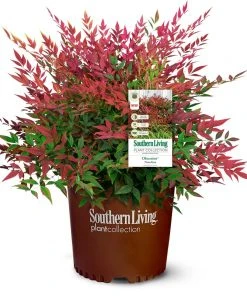 Brighter Blooms Obsession™ Nandina Shrub
