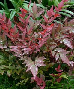 Brighter Blooms Obsession™ Nandina Shrub