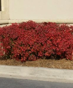 Brighter Blooms Obsession™ Nandina Shrub