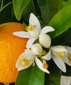 Brighter Blooms Navel Orange Tree