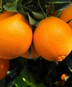 Brighter Blooms Navel Orange Tree