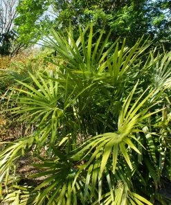 Brighter Blooms Needle Palm Tree Evergreen & Privacy