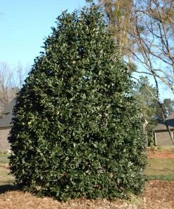 NO WARRANTY Nellie Stevens Holly Tree Evergreen & Privacy