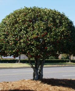 NO WARRANTY Nellie Stevens Holly Tree Evergreen & Privacy