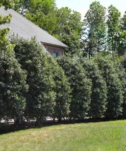 Brighter Blooms Evergreen & Privacy Nellie Stevens Holly Tree